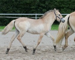 Pferd Lakaya (Fjordpferd, 2021, von Kristofferson)