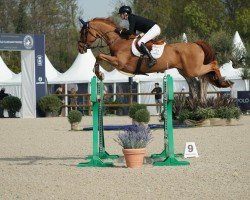 jumper Cris-Cross Z (Zangersheide riding horse, 2016, from Crown Z)