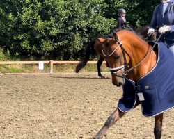 dressage horse SF Carl (German Riding Pony, 2018, from Cosmopolitan NRW)