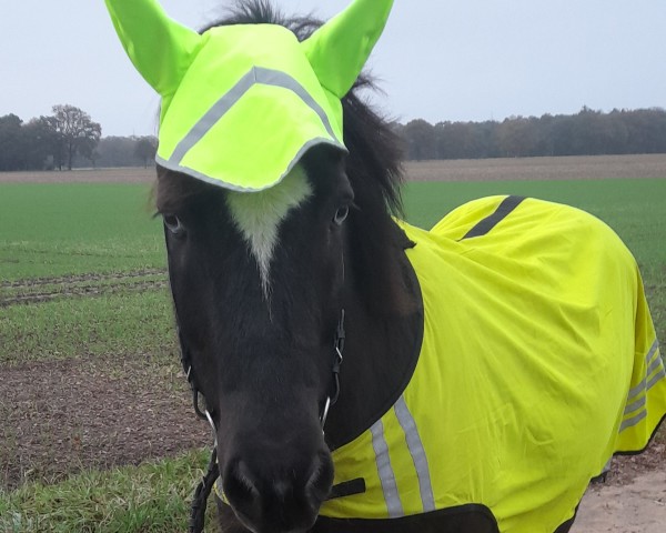 Pferd Reifur vom Paradies (Islandpferd, 2006, von Listi vom Paradies)