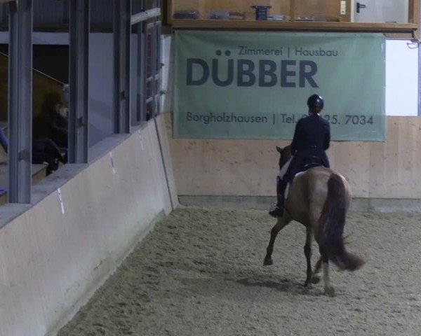 Reitturnier Borgholzhausen-Westbarthausen 2024