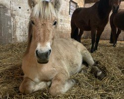 dressage horse Karlsson (Fjord Horse, 2023, from Kelvin)