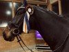 dressage horse First Date 13 (Westphalian, 2017, from Franklin)