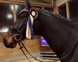 dressage horse First Date 13 (Westphalian, 2017, from Franklin)