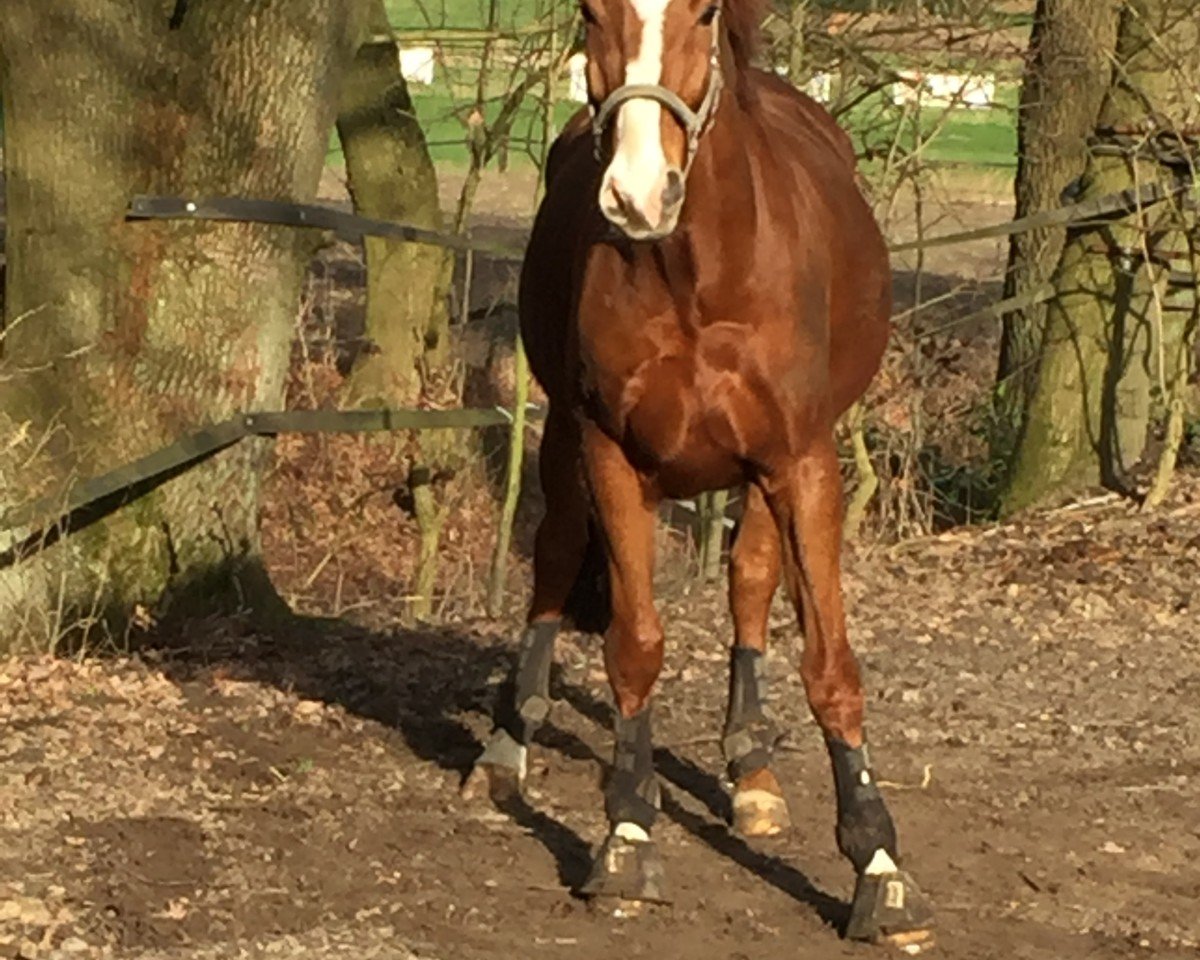 dressage horse Jimm Bimm (Westphalian, 2008, from Jazz Rubin)