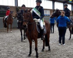 Zuchtstute Scarlett van het Klavertje (Belgisches Warmblut, 2014, von Kanshebber)