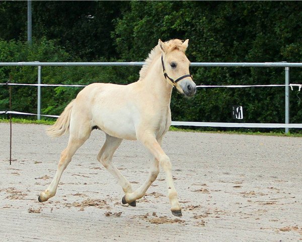 Pferd Daria (Fjordpferd, 2021, von Maurids)