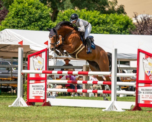 jumper Mocca Blue (German Sport Horse, 2014, from C-Mocca D'Or)