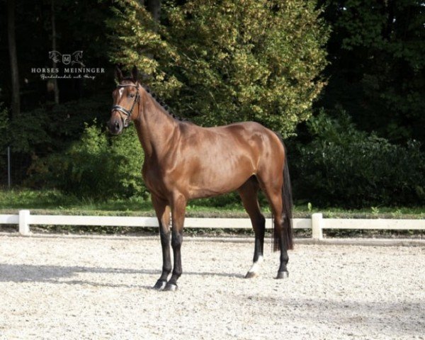 jumper Sagadu D‘Altenbach (German Sport Horse, 2019, from Shalom D'Altenbach)