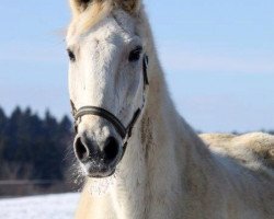 horse Rodrigues (Bavarian, 1984, from Report)