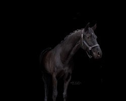 dressage horse Fine Prima Donna (Hanoverian, 2016, from Finest)