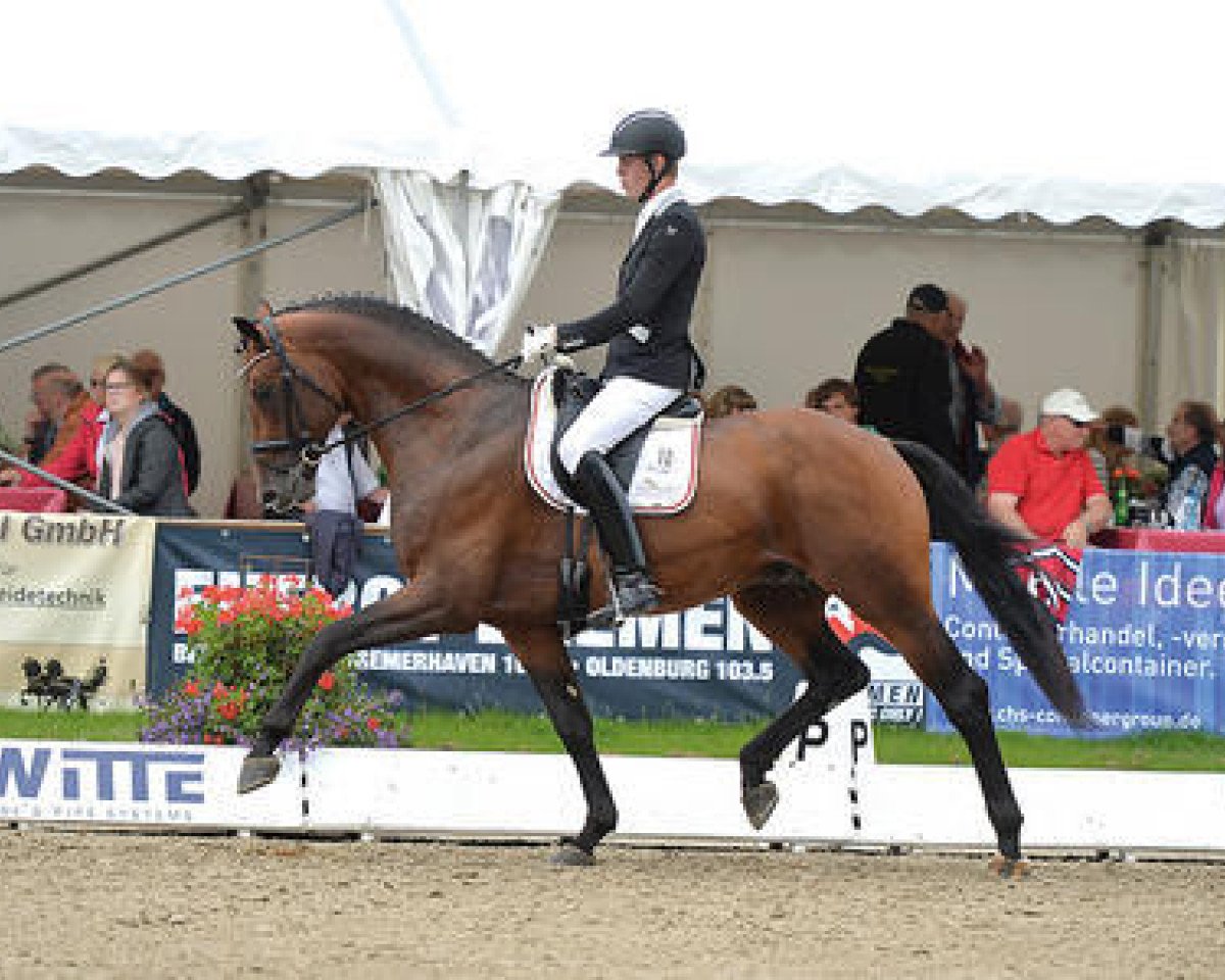 stallion Adoro (Oldenburg, 2012, from Ampère)
