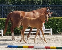 dressage horse Barolo (Westphalian, 2020, from Bon Courage 4)