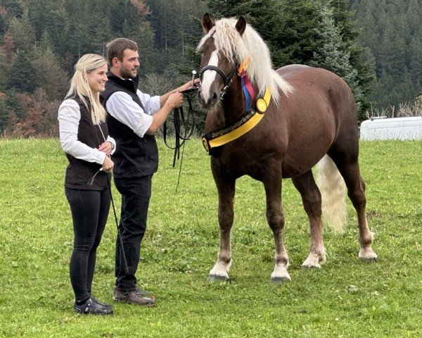 dressage horse Don Camillo (Black Forest Horse, 2023, from Dachsstein)