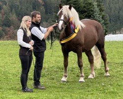 dressage horse Don Camillo (Black Forest Horse, 2023, from Dachsstein)