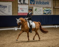 dressage horse Don Drosselbart (Deutsches Reitpony, 2014, from Dimension AT NRW)