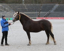 dressage horse Dirin (Black Forest Horse, 2021, from Dony)