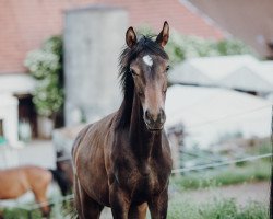 dressage horse Valesco (Westphalian, 2020, from Le Vivaldi)