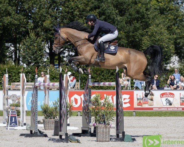 Springpferd Just Him (Belgisches Warmblut, 2009, von Toulon)