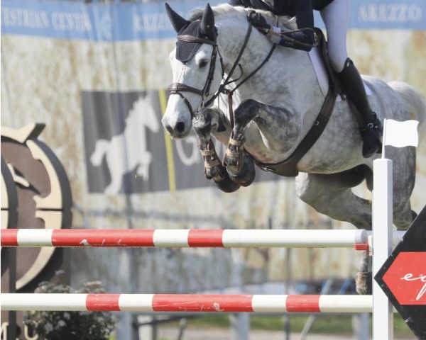 broodmare Cardentos Rose Dree Boeken (Hanoverian, 2013, from VDL Cardento 933)