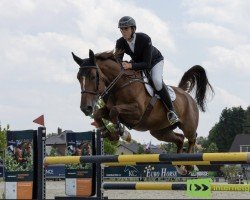 jumper Baya de Riverland (Zangersheide riding horse, 2016, from HH Bresil de Riverland)