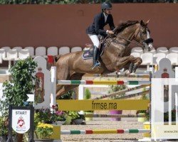 jumper London Eye (Oldenburg show jumper, 2014, from London)