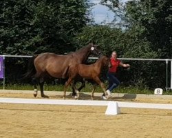 dressage horse Hengst von Zauberlehrling PS / Latouro (Westphalian, 2021, from Zauberlehrling PS OLD)