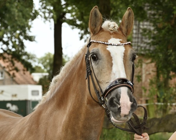 Springpferd Alies Sg (Haflinger, 2015, von Nasko B-Q)