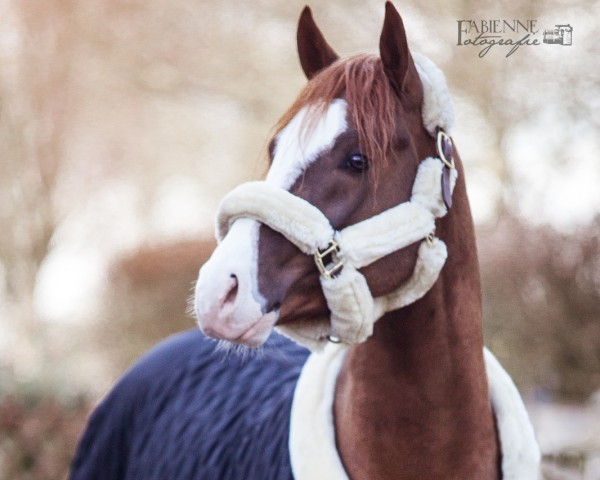 dressage horse My Colourful Moviestar (German Riding Pony, 2017)