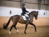 dressage horse Whatsapp BB (Oldenburg, 2017, from Spirit of The Age OLD)