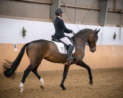 dressage horse Whatsapp BB (Oldenburg, 2017, from Spirit of The Age OLD)