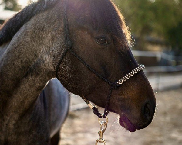 Pferd Lope In To The Blue (Quarter Horse, 2018, von Aint It The Blues)