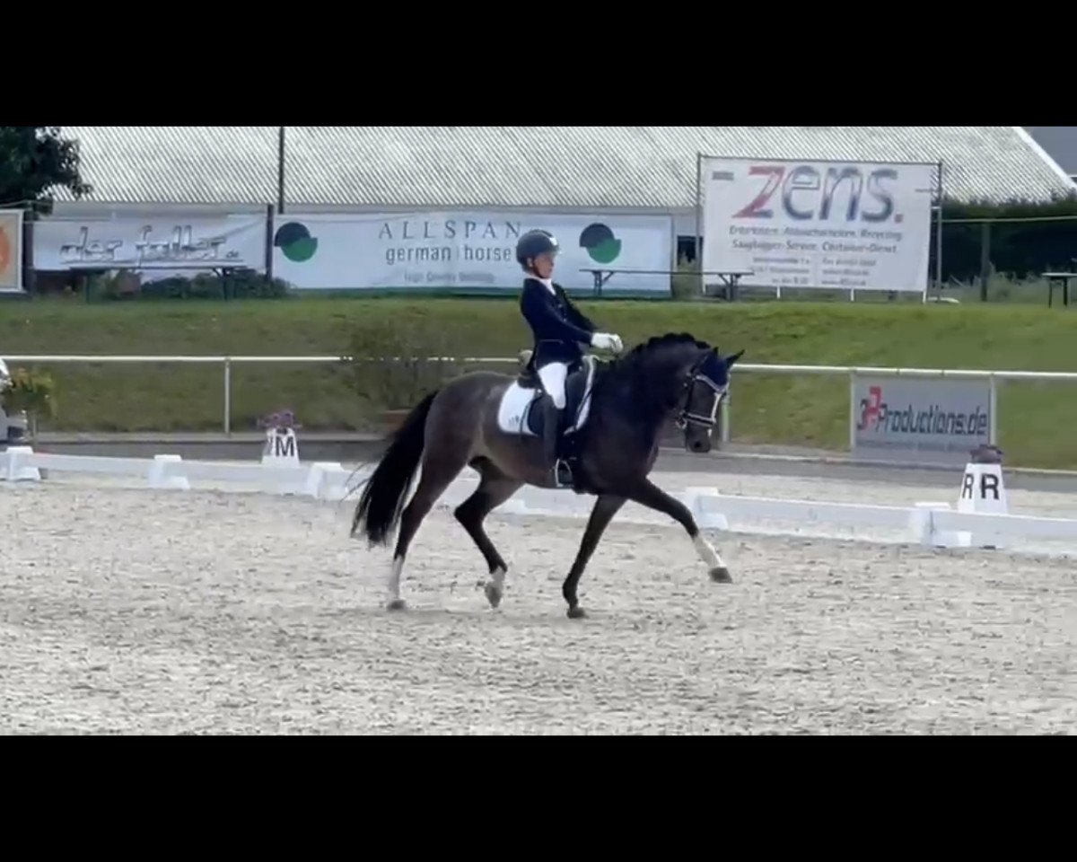 dressage horse Nur Fuer Dich (German Riding Pony, 2007, from Nagano)