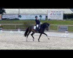 dressage horse Nur Fuer Dich (German Riding Pony, 2007, from Nagano)