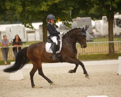 dressage horse Claire 138 (German Sport Horse, 2006, from Notre Bac)