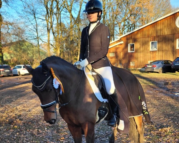 dressage horse Speed Dating 3 (German Riding Pony, 2019, from Holsteins Namur)