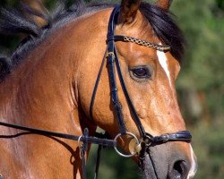 stallion Mc Kinley (German Riding Pony, 2008, from Maverick)