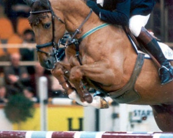 stallion Premium de Laubry (Belgian Warmblood, 1992, from Galoubet A)