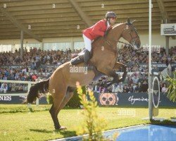 Springpferd Juan van't Arkelhof (Belgisches Warmblut, 2009, von Diamant de Semilly)