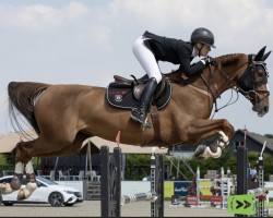 jumper Isacarie (KWPN (Royal Dutch Sporthorse), 2013, from Dexter R)