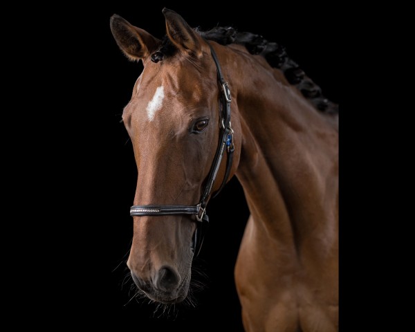 Dressurpferd Damiano de Luxe (Arabisches Halbblut / Partbred, 2007, von Decoration AA)