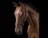 dressage horse Damiano de Luxe (Arab half breed / Partbred, 2007, from Decoration AA)