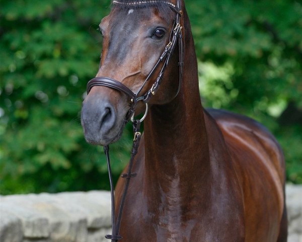 broodmare Oneka B (German Sport Horse, 2013, from Abke 4)