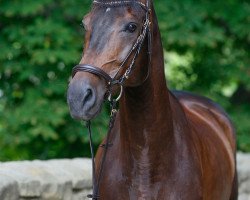 broodmare Oneka B (German Sport Horse, 2013, from Abke 4)