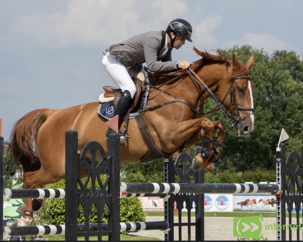 Springpferd Chaman de Frenay (Selle Français, 2012, von Allegreto)