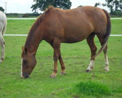 broodmare Muirsland Ellie (Irish Sport Horse, 2000, from Clyde Cruiser)