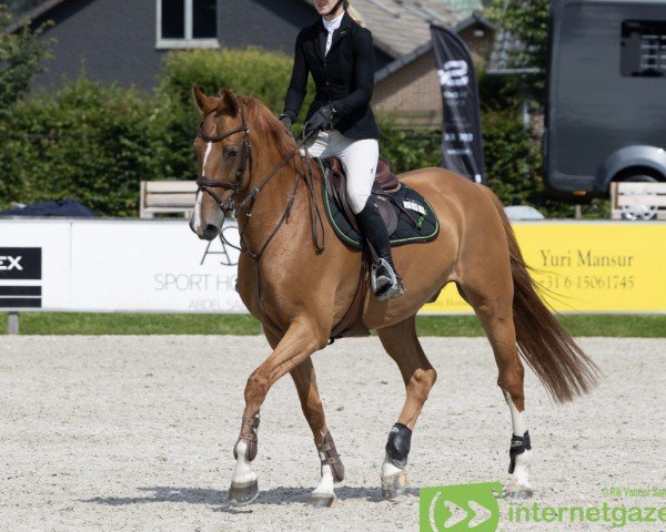 Springpferd Je T'Adore (KWPN (Niederländisches Warmblut), 2014, von Carrera VDL)