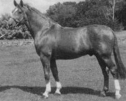 stallion Akkord (Hanoverian, 1977, from Aperitif)