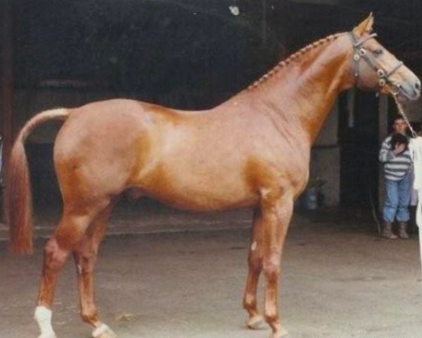 stallion Stonegrove Ace (UK Warmblood, 1986, from Akkord)