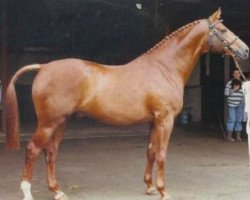 stallion Stonegrove Ace (UK Warmblood, 1986, from Akkord)